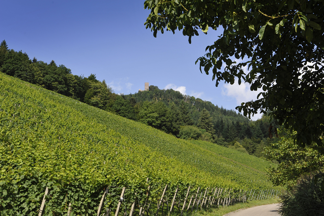 Schwarzwaldverein Yburg Baden Baden Rebland Sinzheim